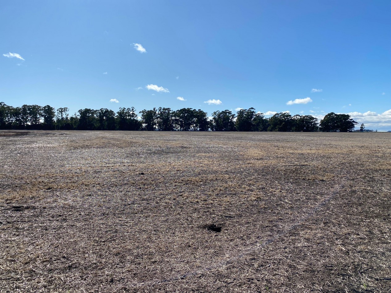 VENTA CAMPO AGRICOLA 431 HAS PARDIDO DE TANDIL