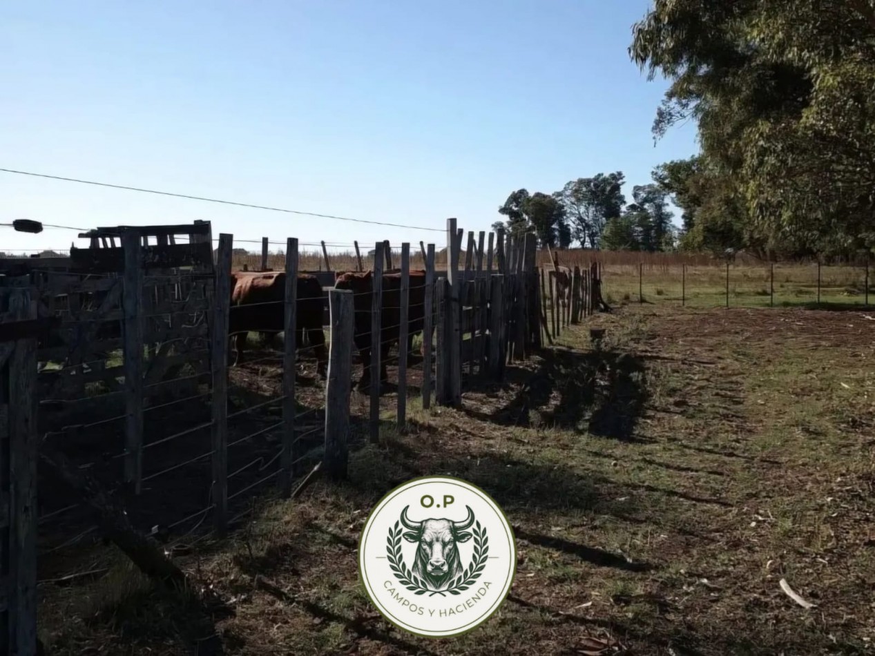 VENTA CAMPO GANADERO 290 HAS SOBRE RUTA 30