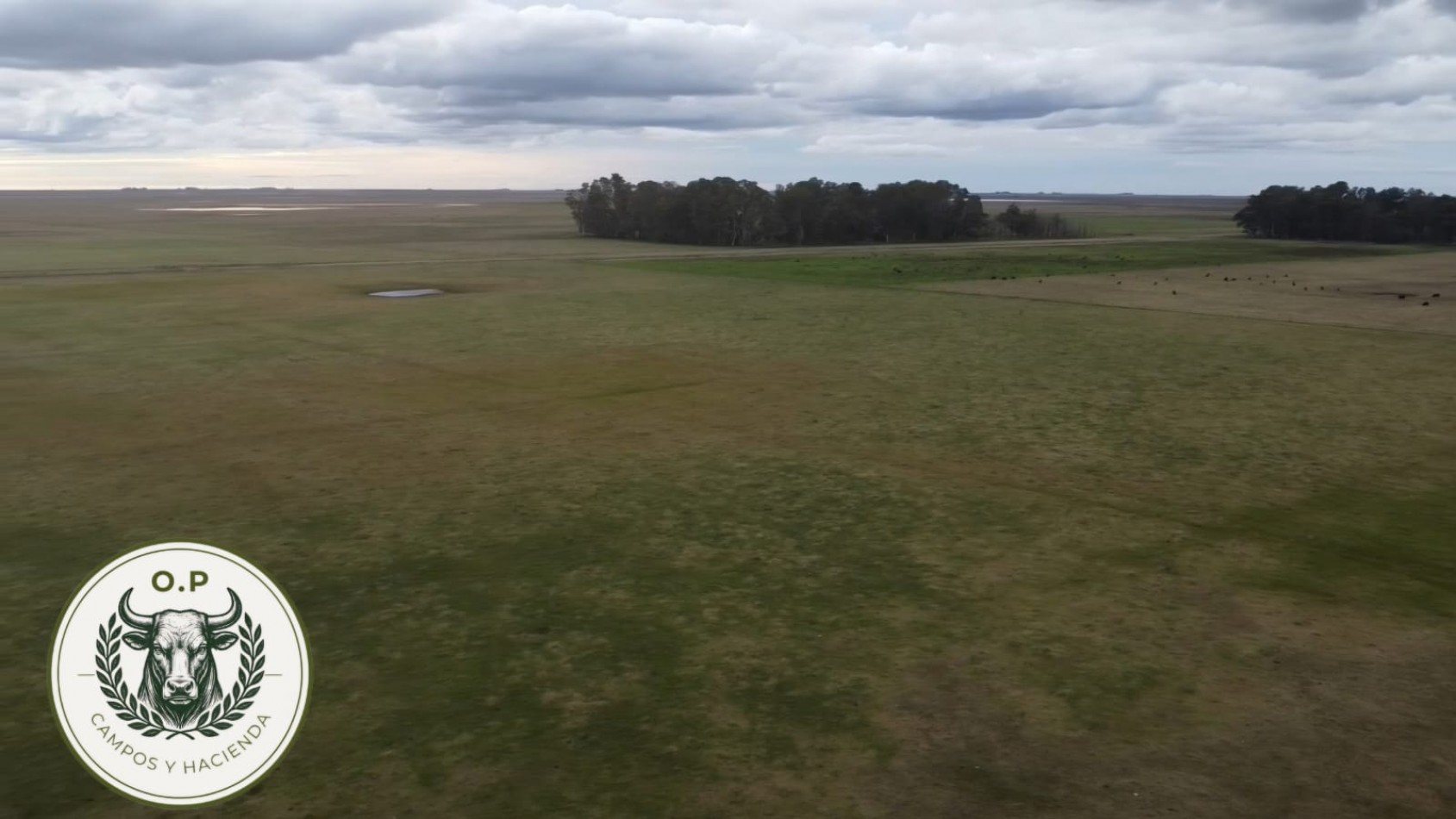 VENTA CAMPO GANADERO 297 HAS ZONA UDAQUIOLA C\ CASA Y GALPONES
