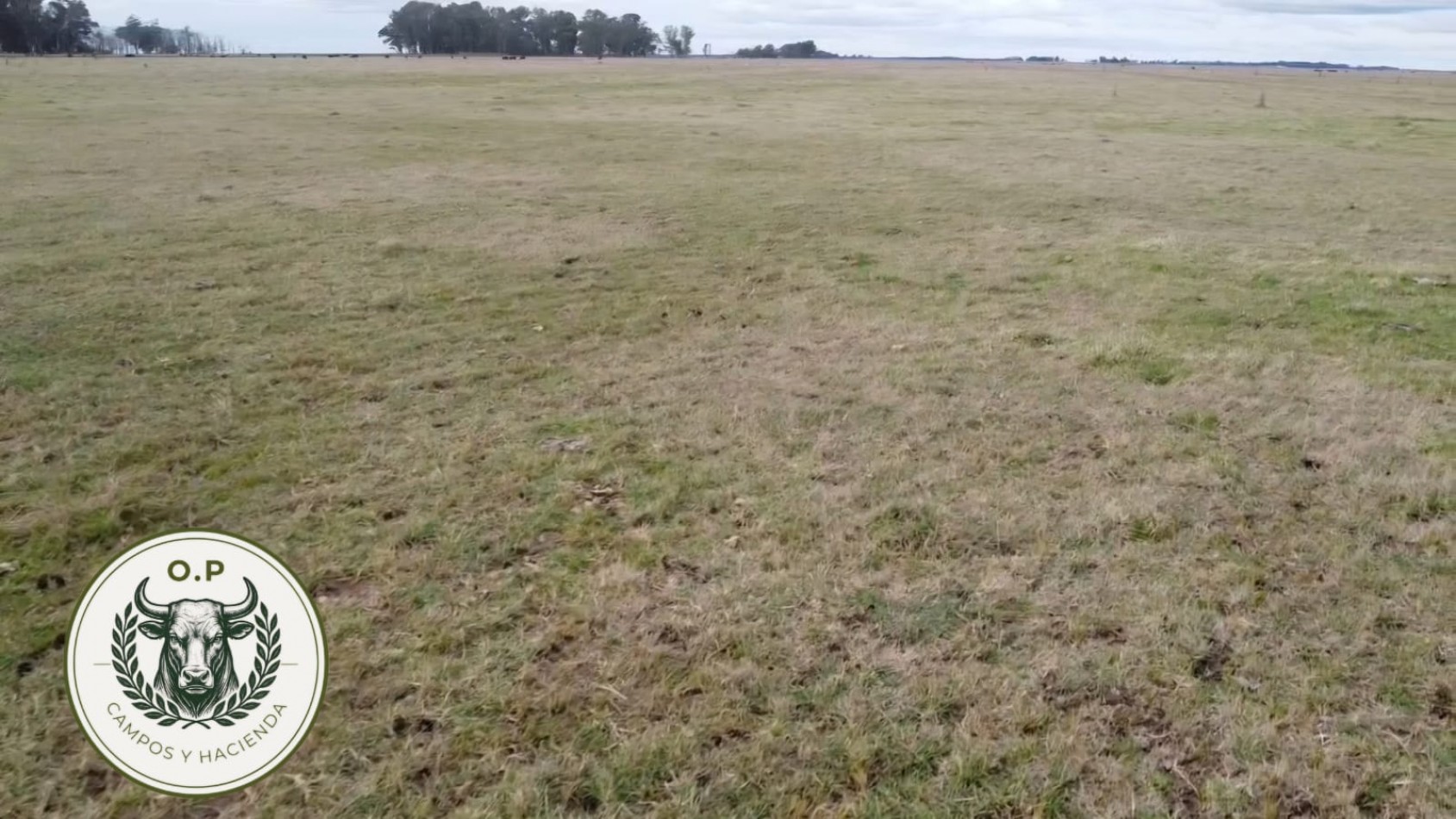 VENTA CAMPO GANADERO 297 HAS ZONA UDAQUIOLA C\ CASA Y GALPONES