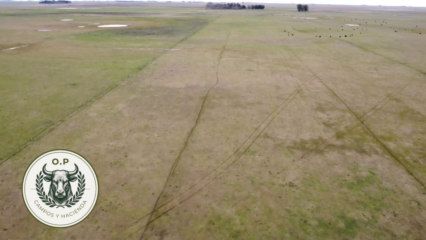 VENTA CAMPO GANADERO 297 HAS ZONA UDAQUIOLA C\ CASA Y GALPONES