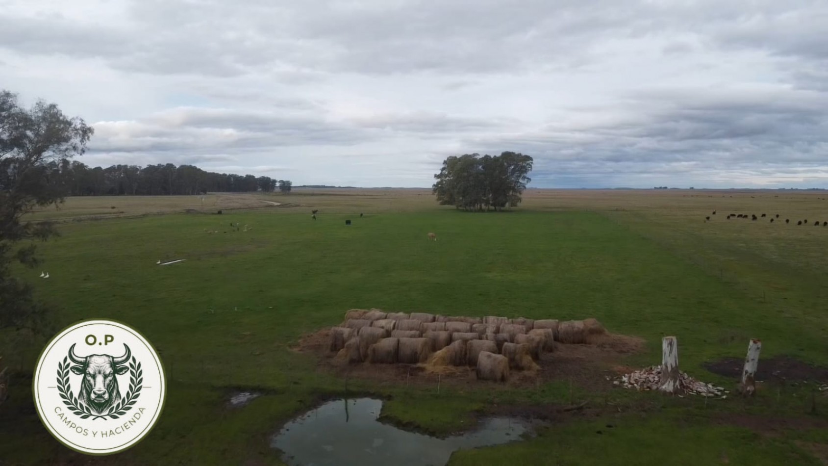 VENTA CAMPO GANADERO 297 HAS ZONA UDAQUIOLA C\ CASA Y GALPONES