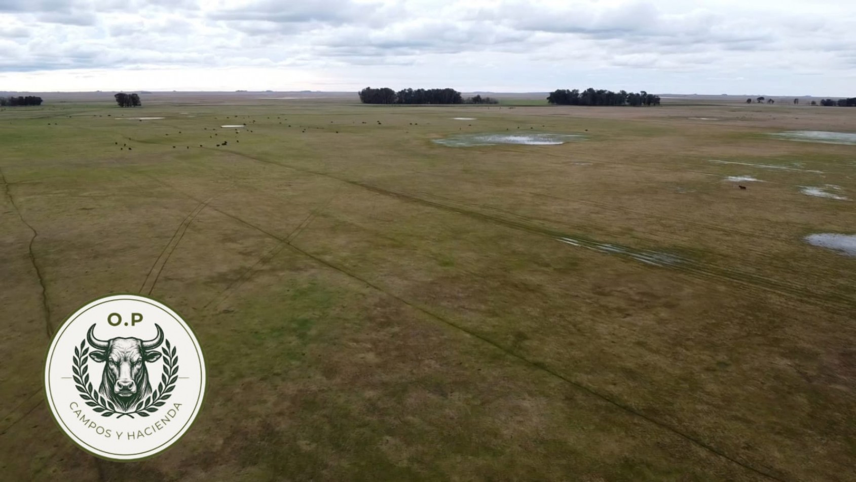 VENTA CAMPO GANADERO 297 HAS ZONA UDAQUIOLA C\ CASA Y GALPONES