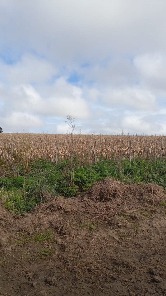 CAMPO AGRICOLA 50 HAS ZONA BENITO JUAREZ 