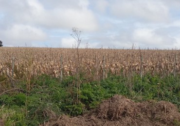 CAMPO AGRICOLA 50 HAS ZONA BENITO JUAREZ 